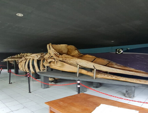 Asal Mula Museum Paus Pulau Tidung Kepulauan Seribu Dibangun