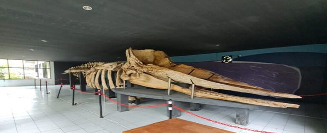 Museum Paus Pulau Tidung